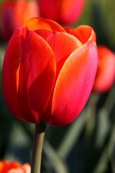 Tulpės 