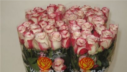 Rožės 