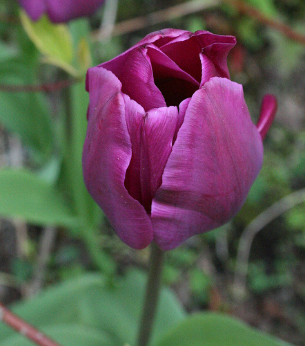 Tulpės 